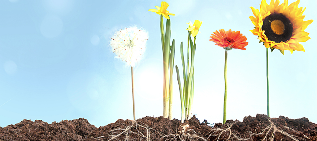 Flowers with roots showing underground.